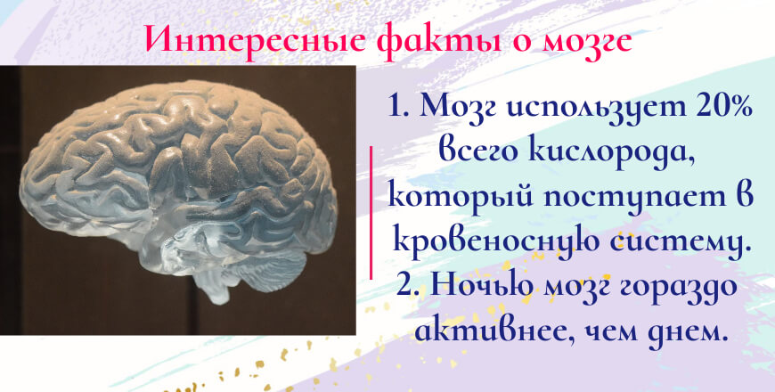 факты о мозге